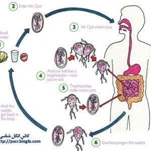 انگل های دستگاه گوارش